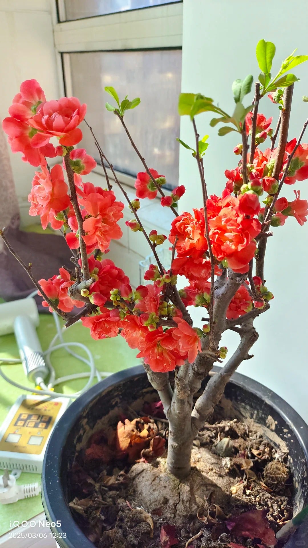 'Chojukan' Japanese Flowering Quince