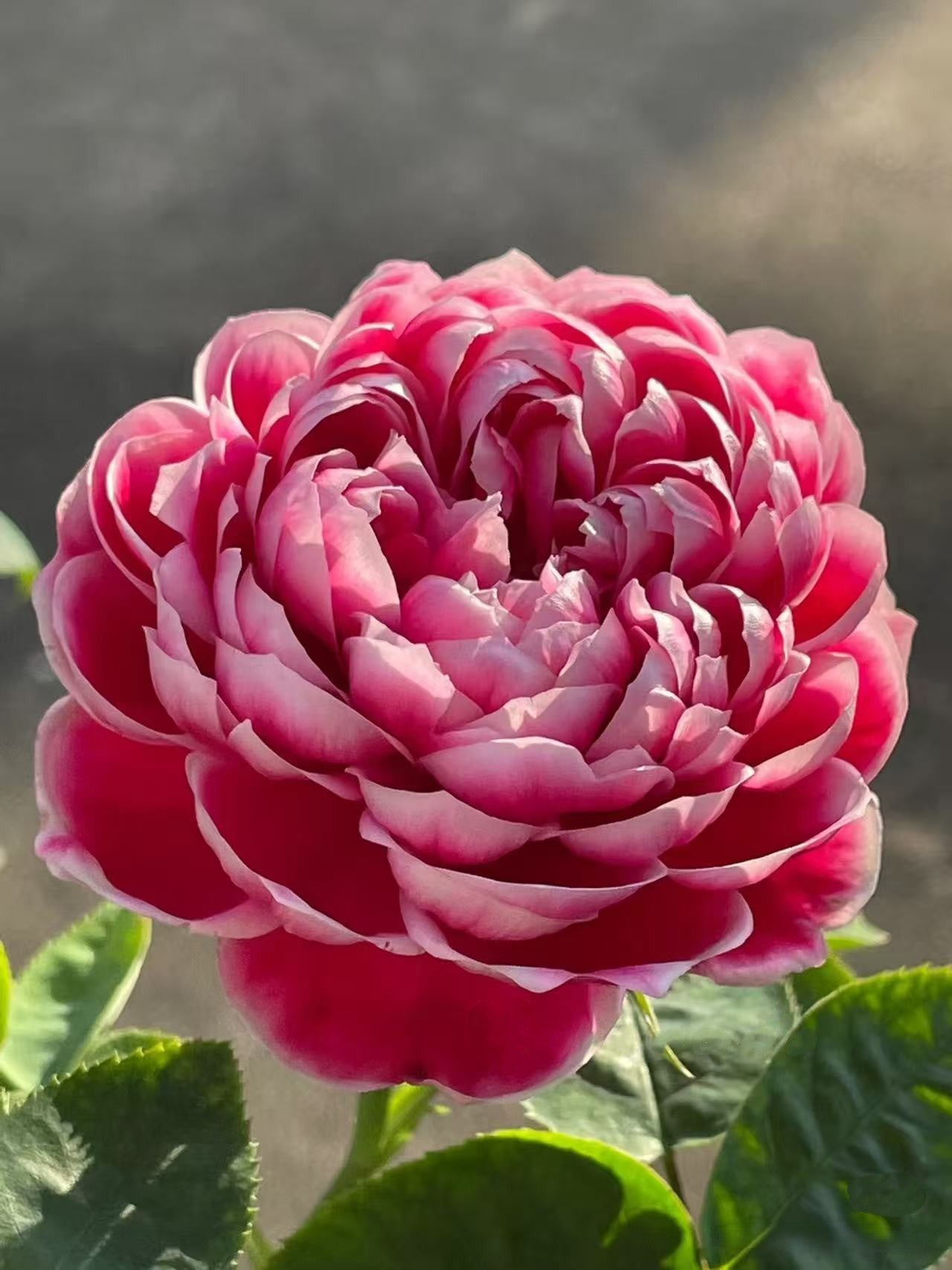 'Marie Rose' Shrub Rose