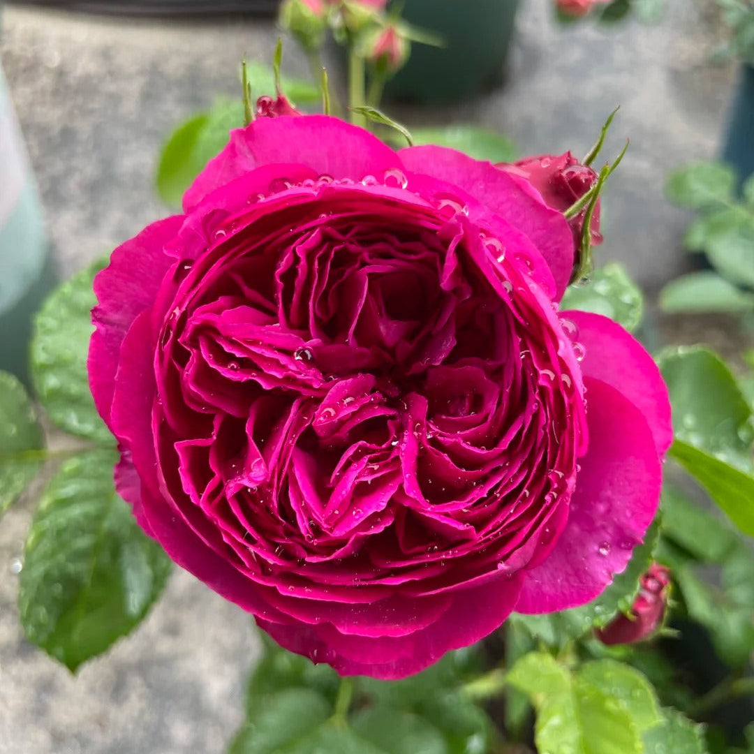 'Cixuan' Shrub Rose