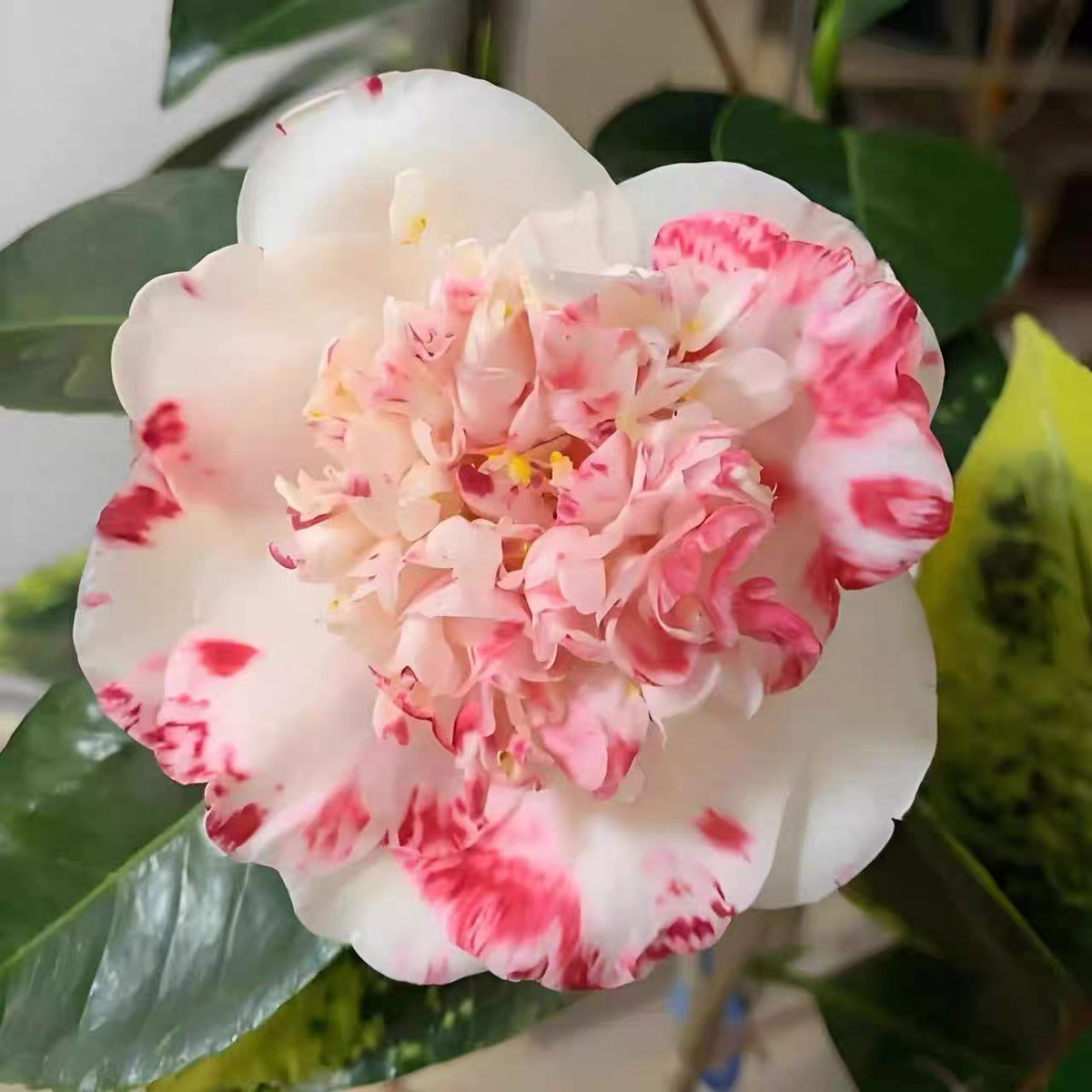 'Yutianshi' Camellia