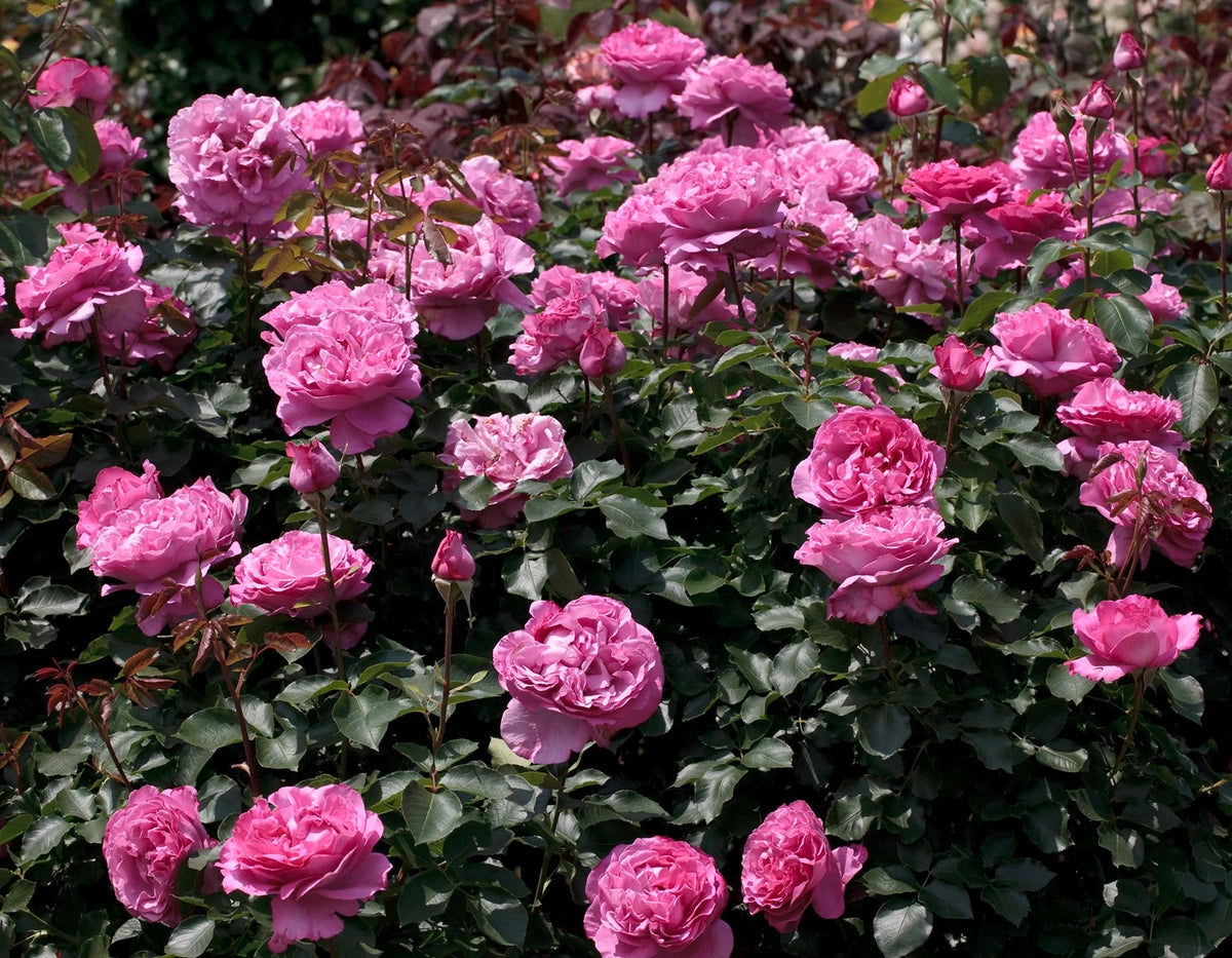 Yves Piaget® Shrub Rose Brush Live Plant, 5 gallon