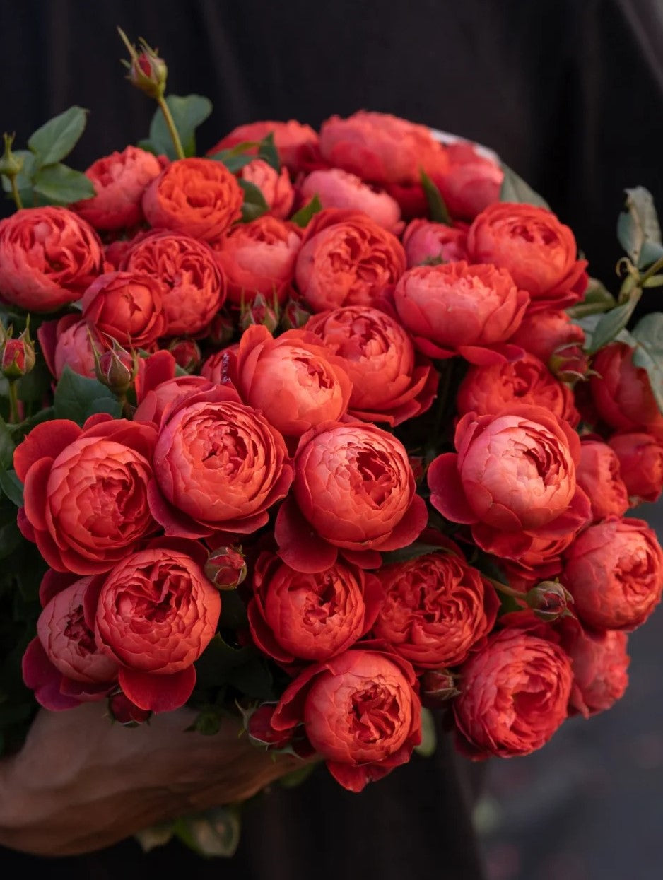 'Zhushawan' Shrub Rose