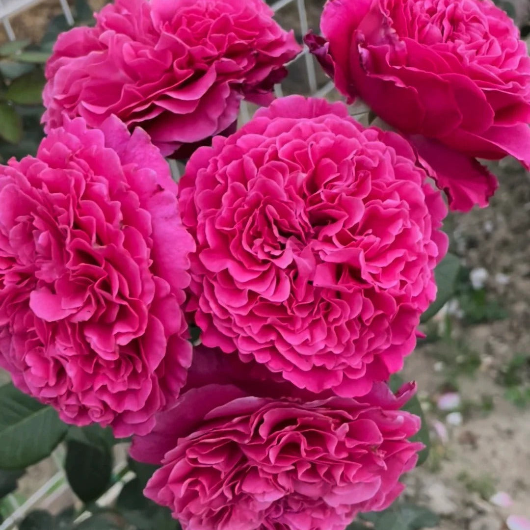 'Taoe' Shrub Rose