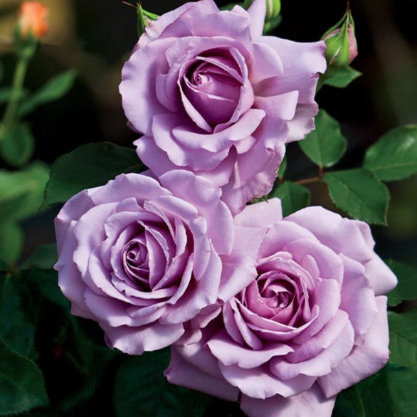 Love Song™ Shrub Rose Brush Live Plant, 5 gallon