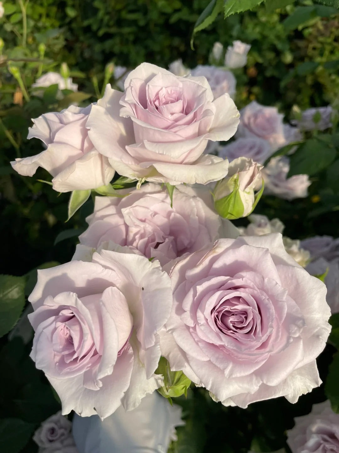'Daizi' Shrub Rose