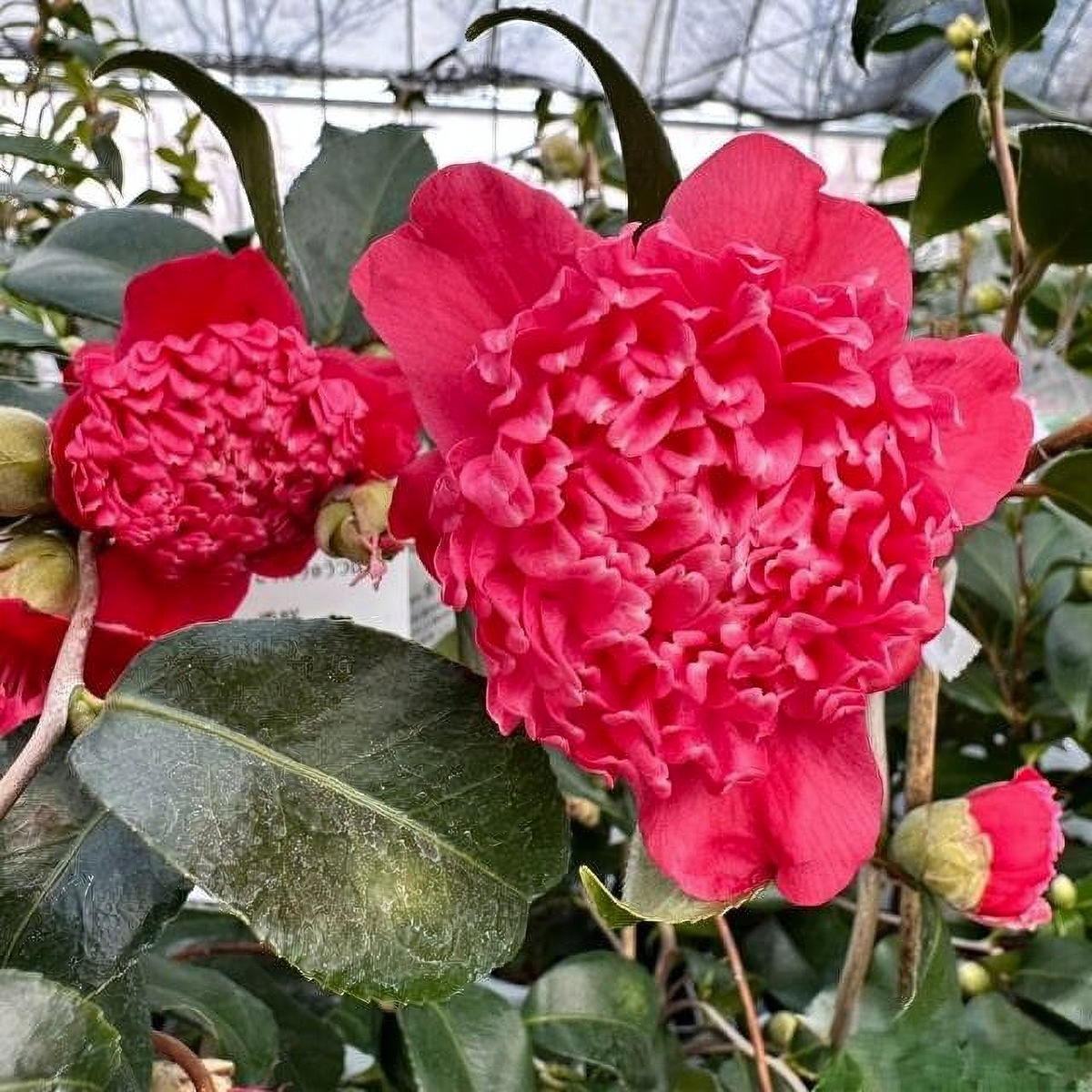 'Karakozaki Unryu' Camellia