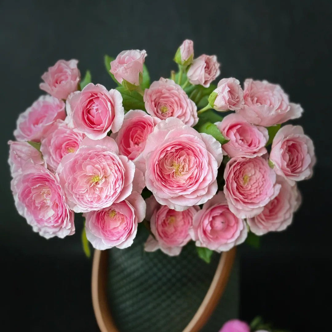 'Wanshan' Shrub Rose