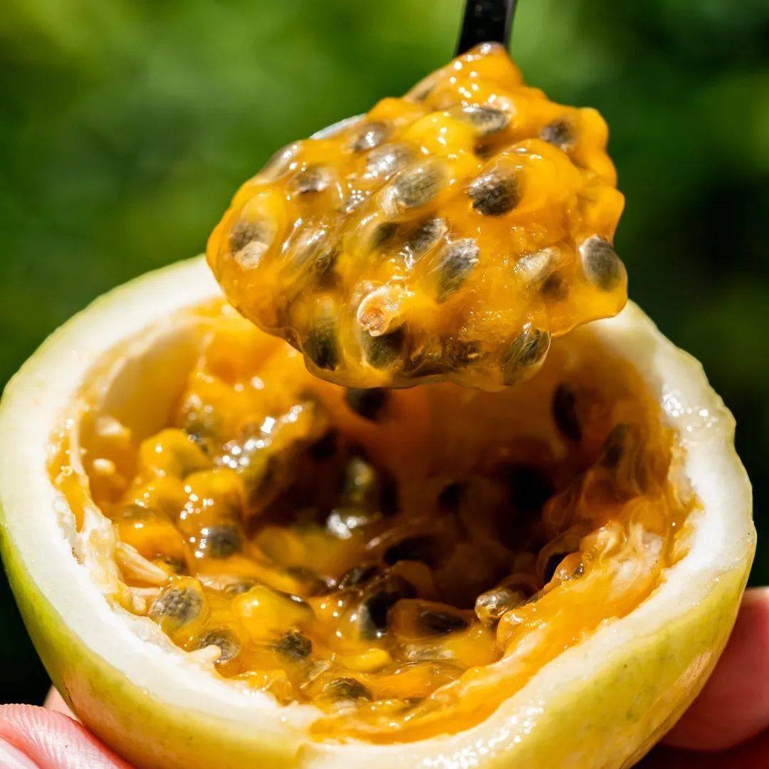 Qinmi No. 9 Golden Passion Fruit Vine