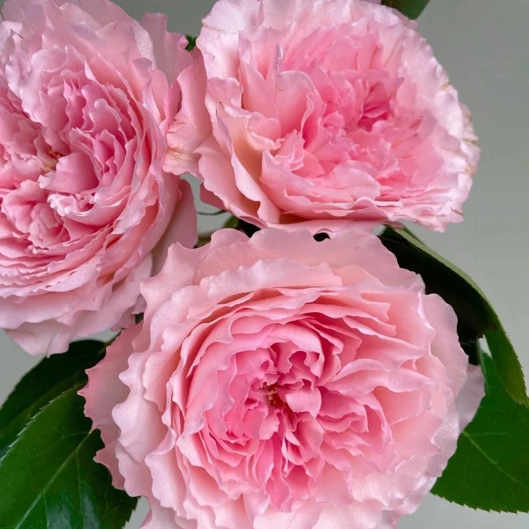 'Mayra’s Rose Pink' Shrub Rose
