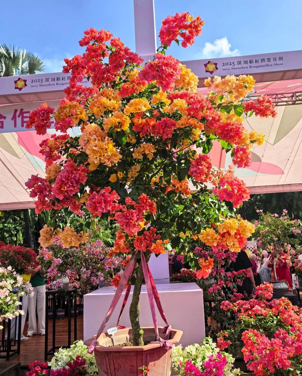 Bougainvillea 'Adarna'