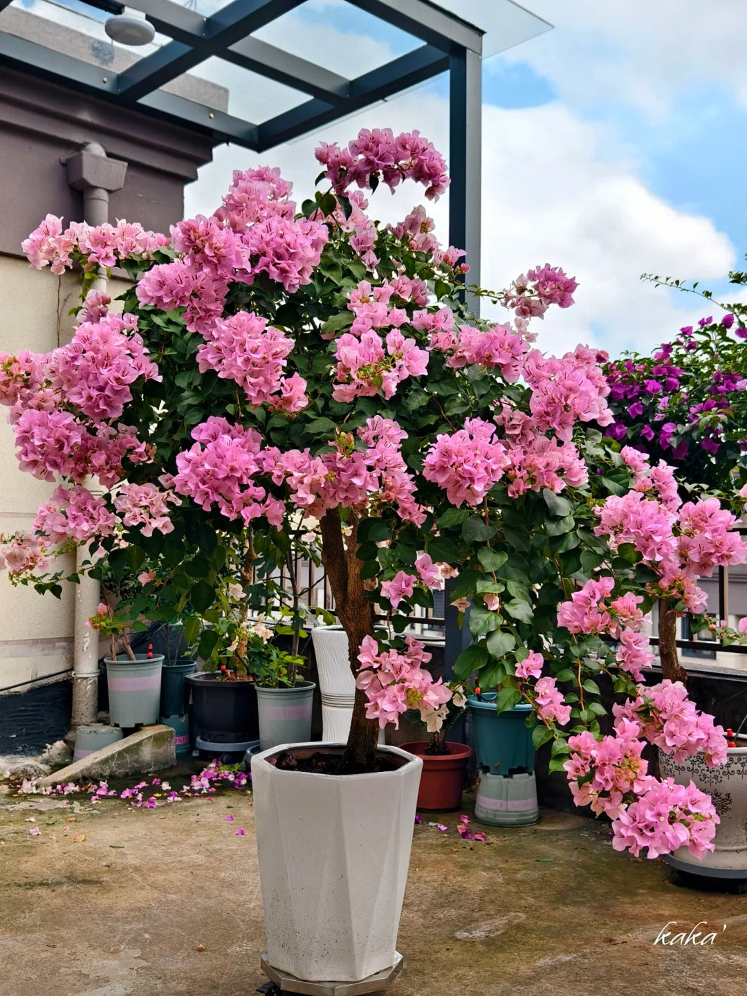 Bougainvillea 'Ladybird Batik'