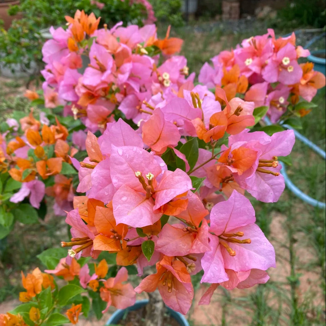 Bougainvillea 'Mary Helen' (Bougainvillea 'Chameleon')