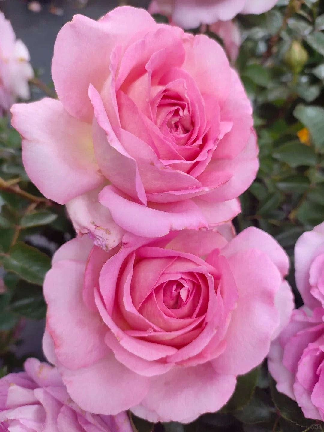 'Lanshan' Shrub Rose