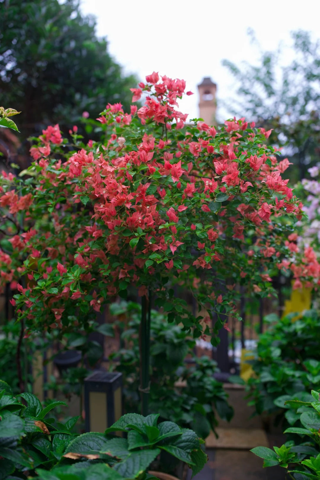 Bougainvillea 'Brezza Red'