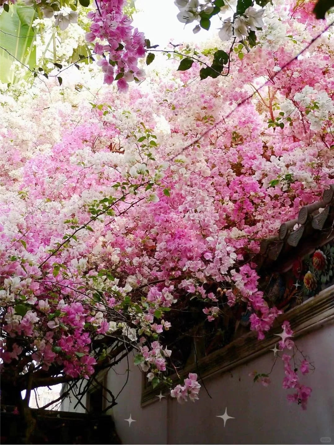 Bougainvillea 'Splash'