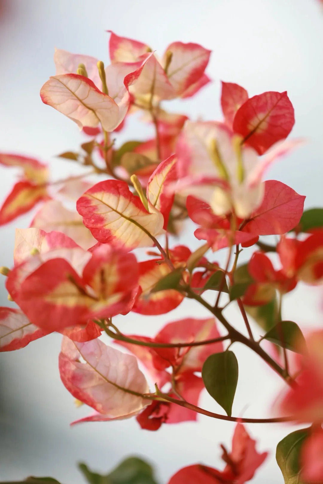 Bougainvillea 'Vodka Ocean'