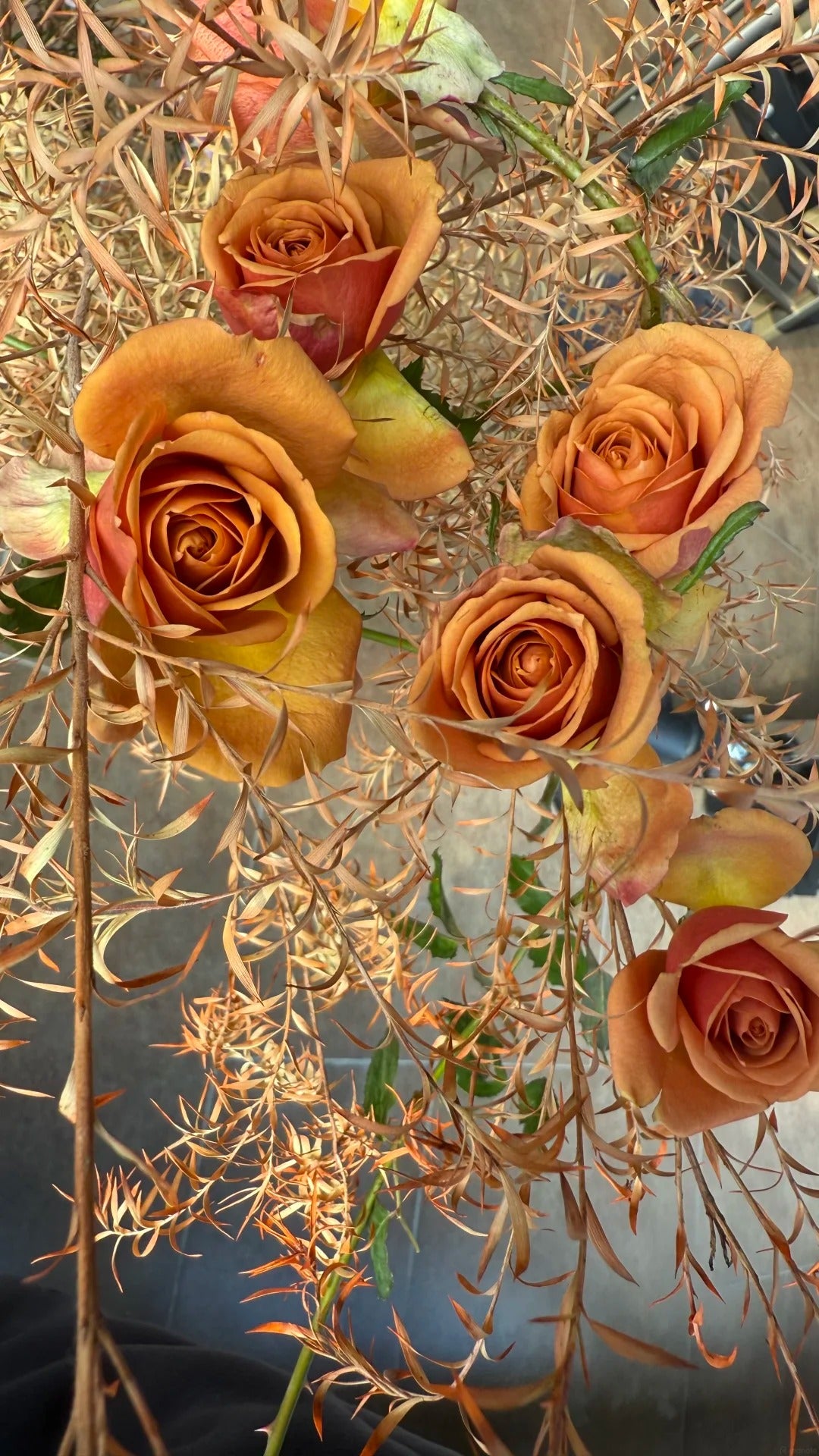 'Pine Dream' Shrub Rose