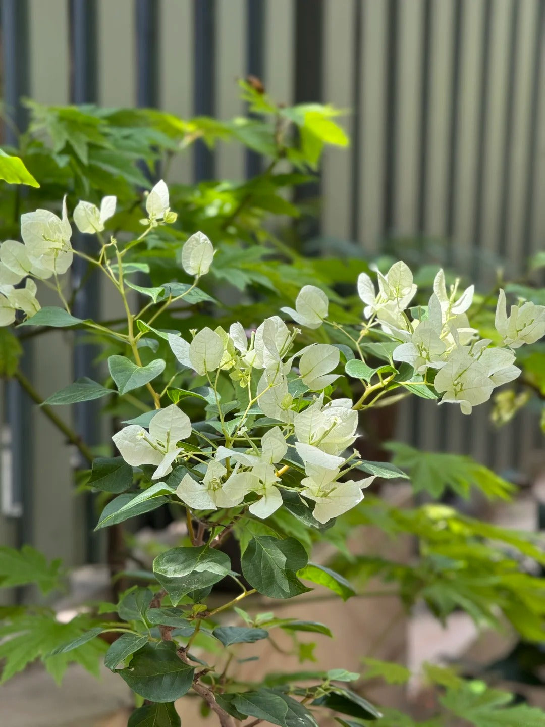 Bougainvillea 'Green Apple'