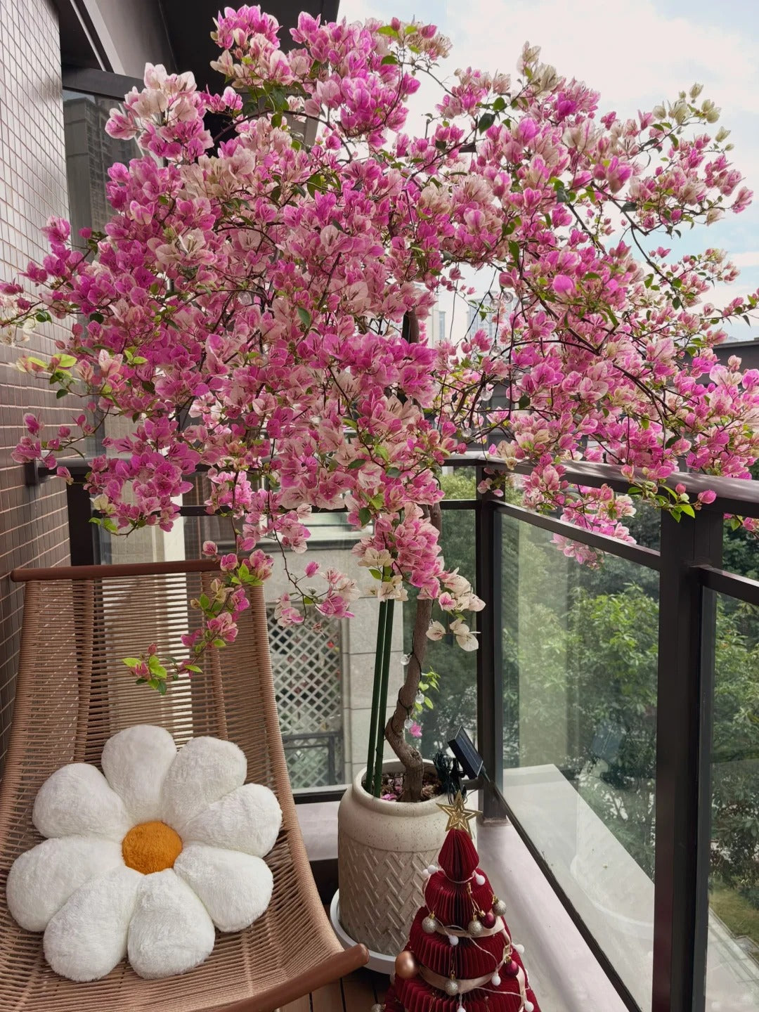 Bougainvillea 'Makris'