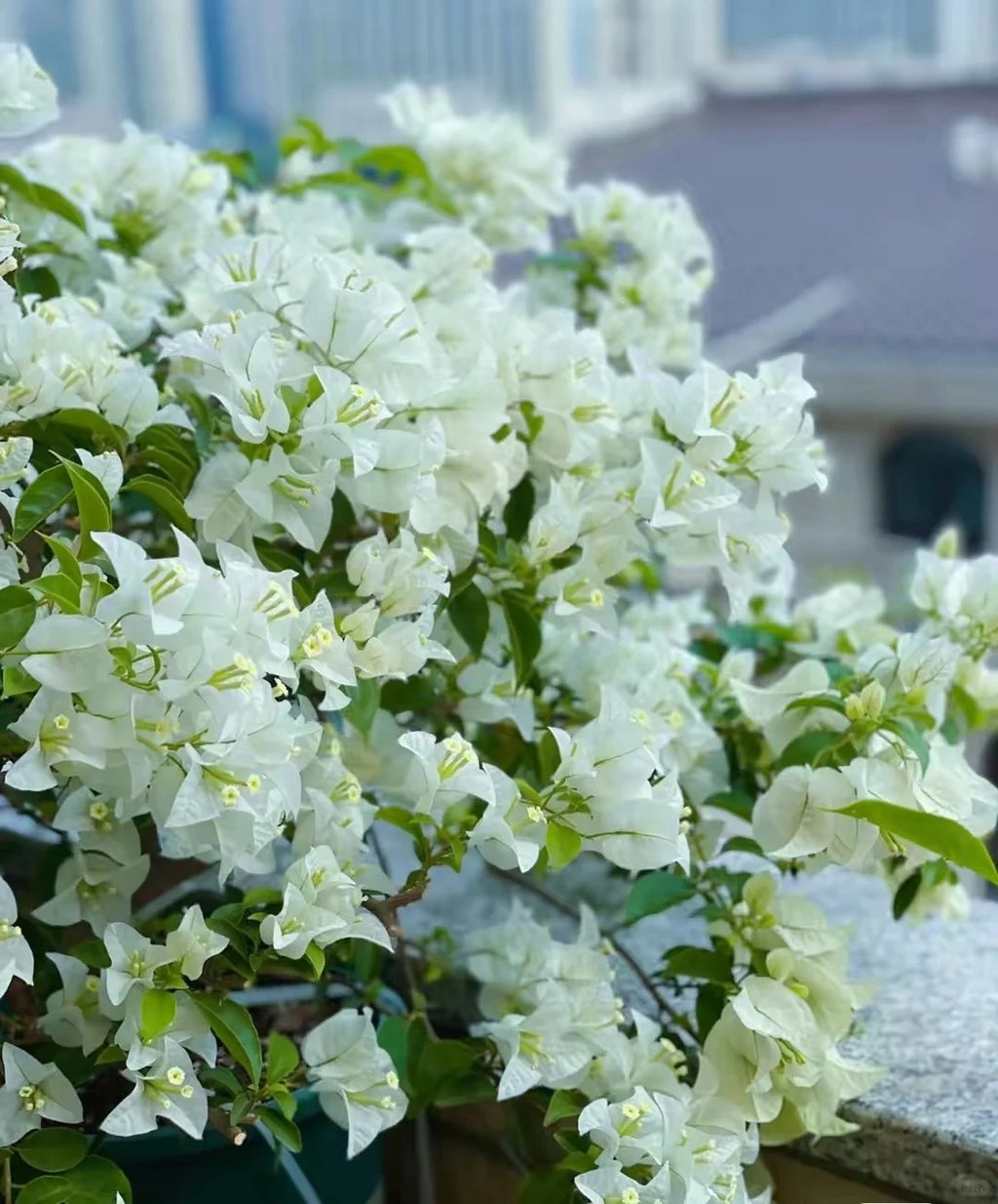 Bougainvillea 'Eva White'