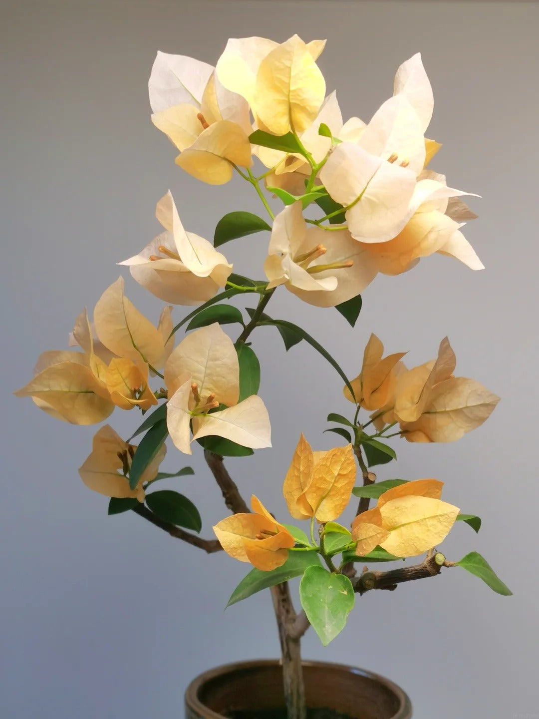 Bougainvillea 'Suvarna'