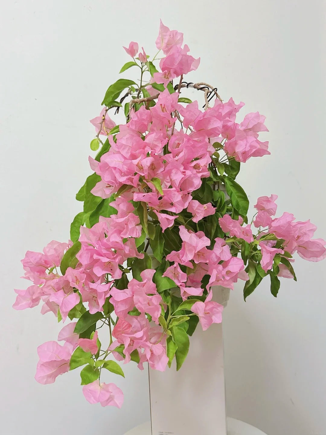 Bougainvillea 'Aruna'