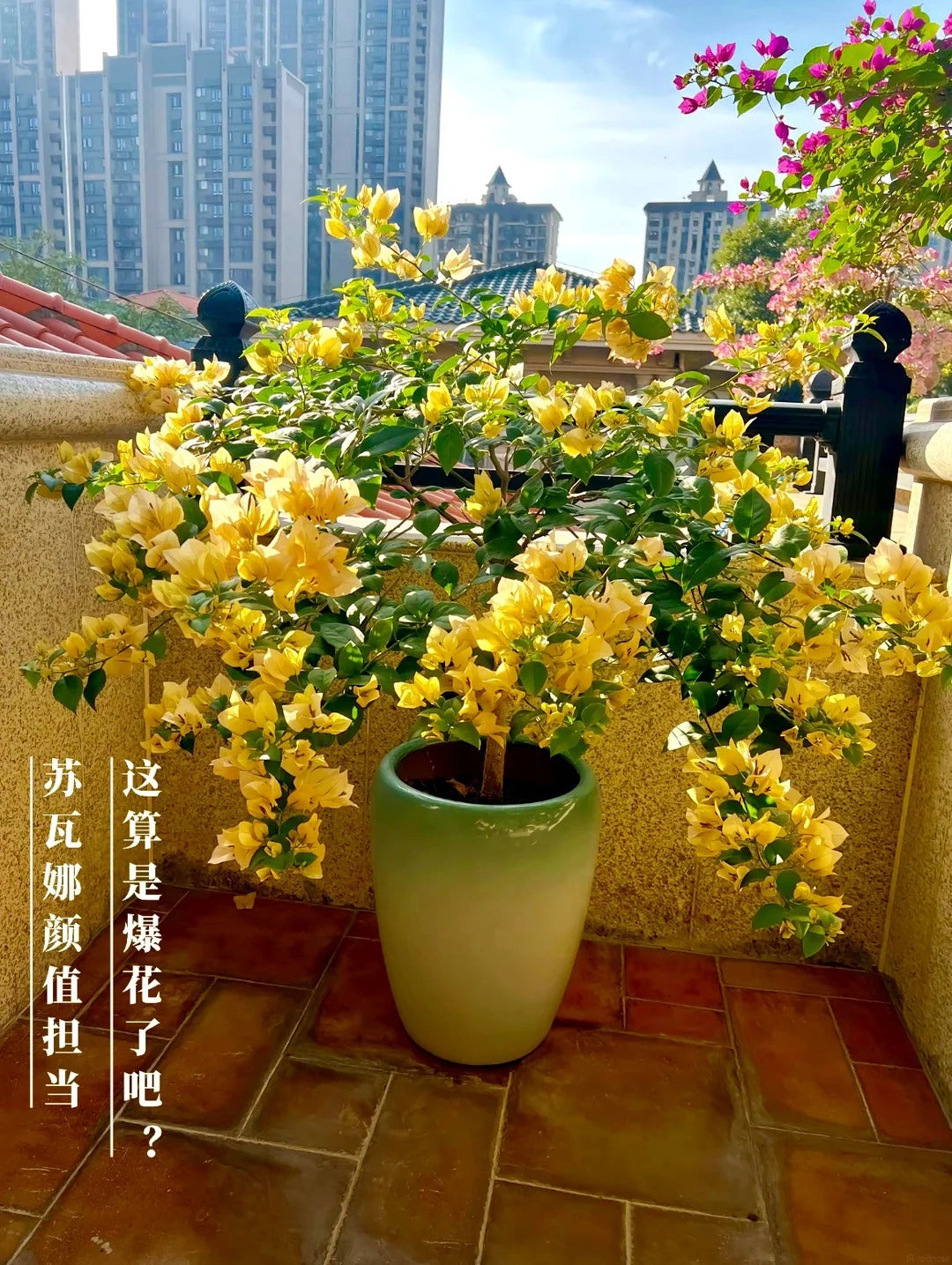 Bougainvillea 'Suvarna'