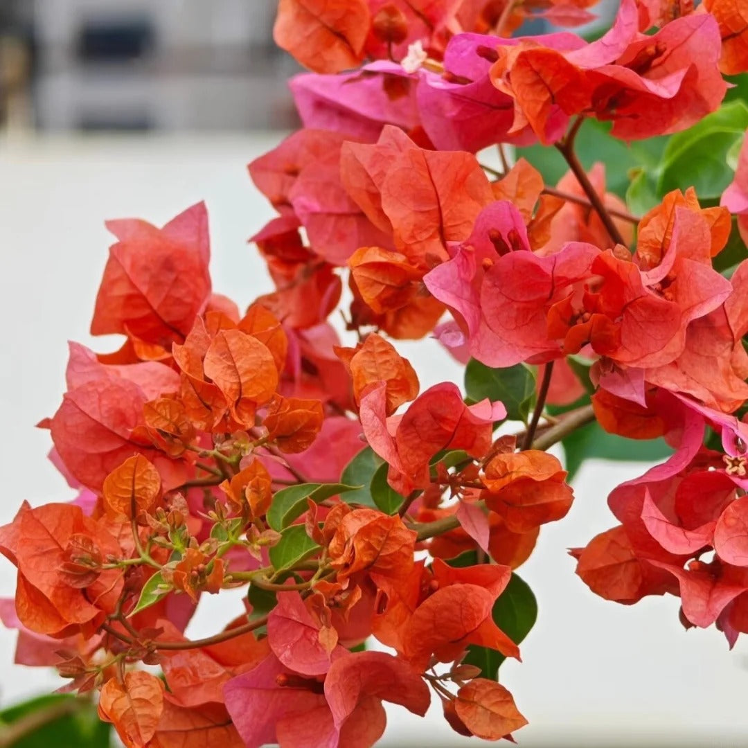 Bougainvillea 'Mrs. McClean'
