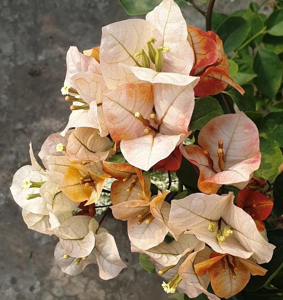 Bougainvillea 'Creme Brulee'