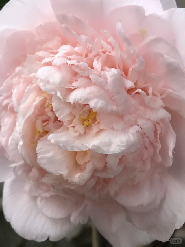 'Mrs D. W. Davis Descanso' Camellia