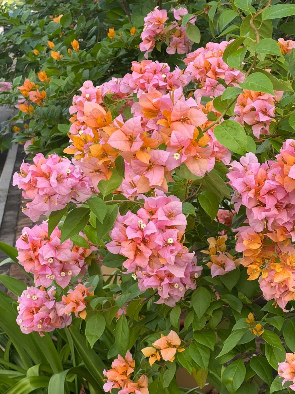 Bougainvillea 'Blondie'
