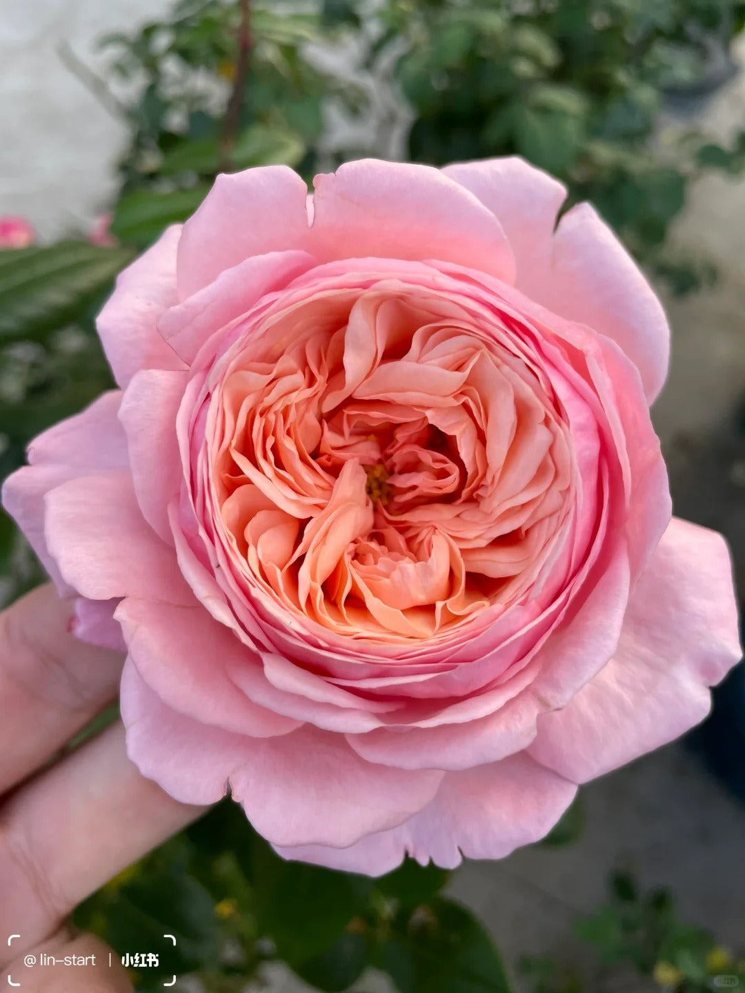Martha Stewart™ Shrub Rose Brush Live Plant, 5 gallon