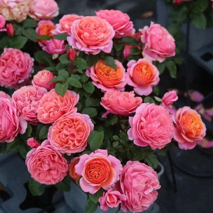 'Xingchen' Shrub Rose