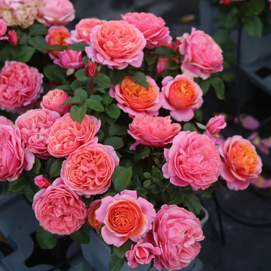 'Xingchen' Shrub Rose