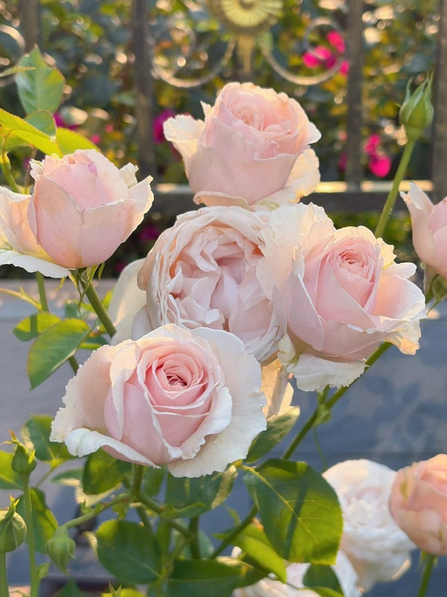 'Huanpei' Shrub Rose