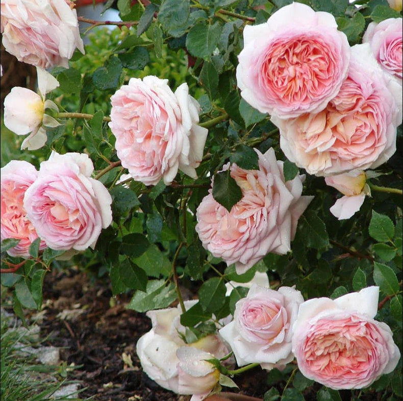 Auscot - English Shrub Rose Brush Live Plant, 3-5 gallon