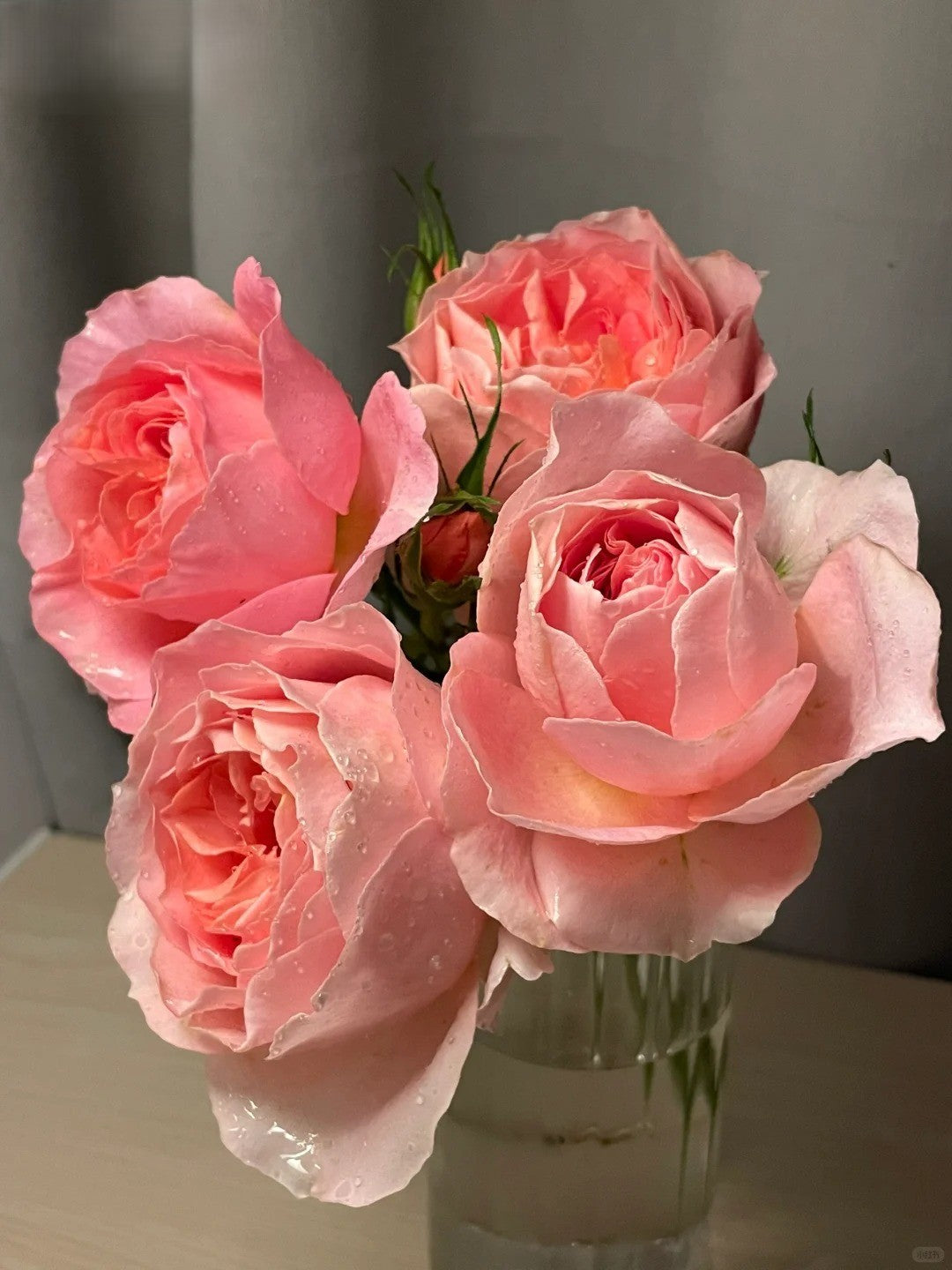 'Xingrang' Shrub Rose