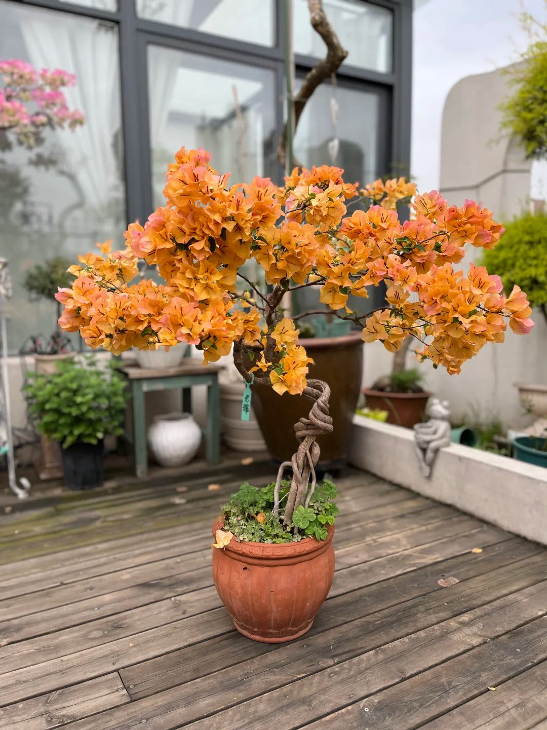 Bougainvillea 'Golden Glow'