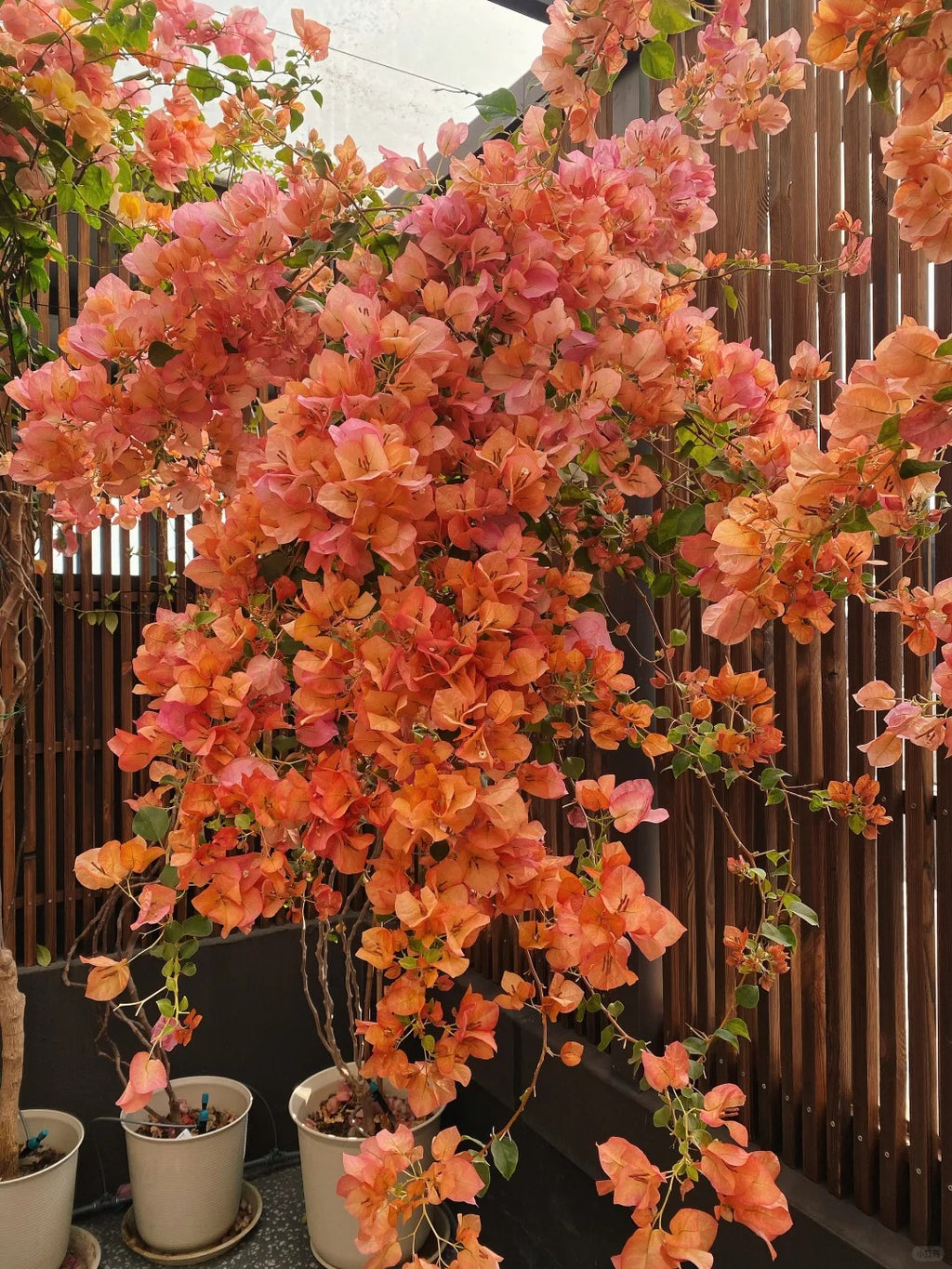 Bougainvillea 'Sunset'