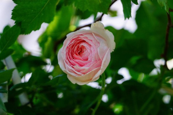 Ausham - English Shrub Rose Brush Live Plant, 3-5 gallon