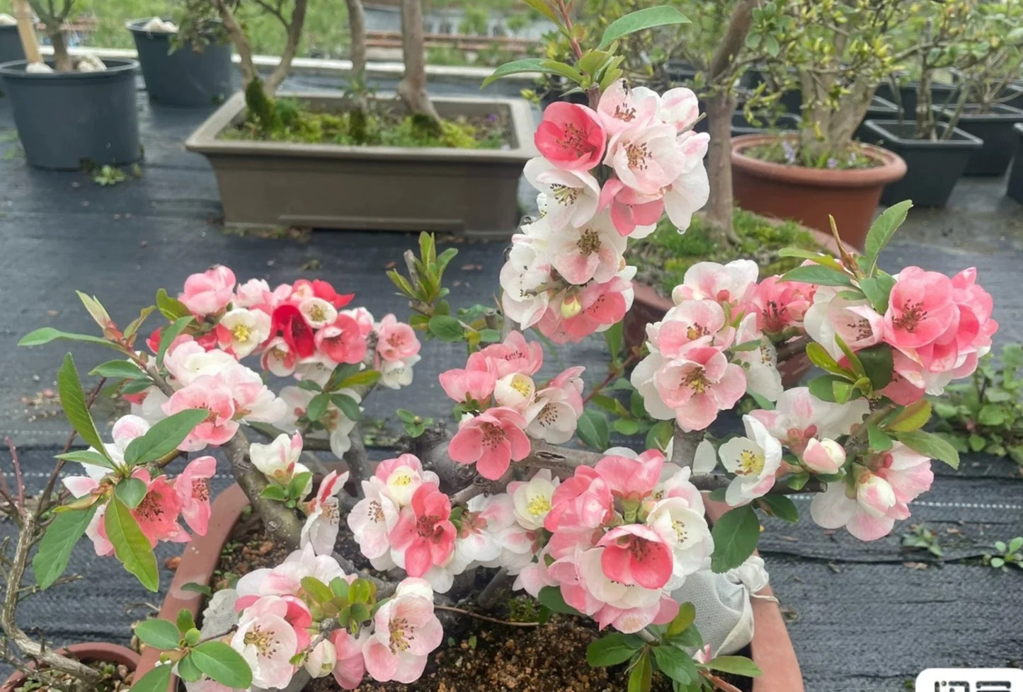 'Toyo Nishiki' Japanese Flowering Quince