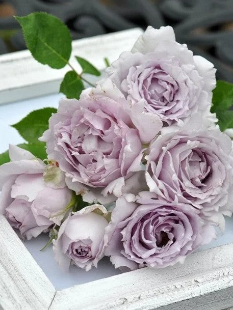 'Lucifer' Shrub Rose