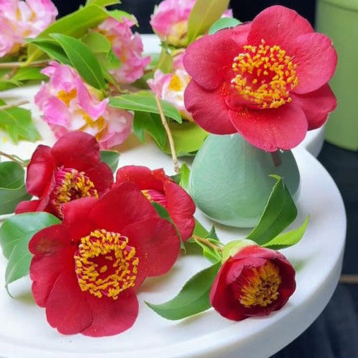 'Bob's Tinsie' Camellia