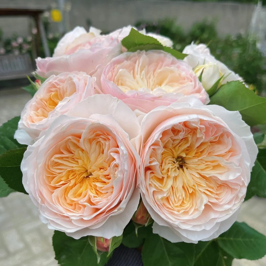 'Hanxian' Climbing Rose
