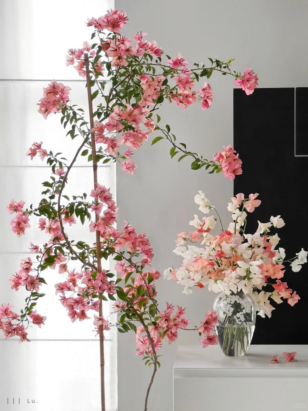 Bougainvillea 'Kayata'