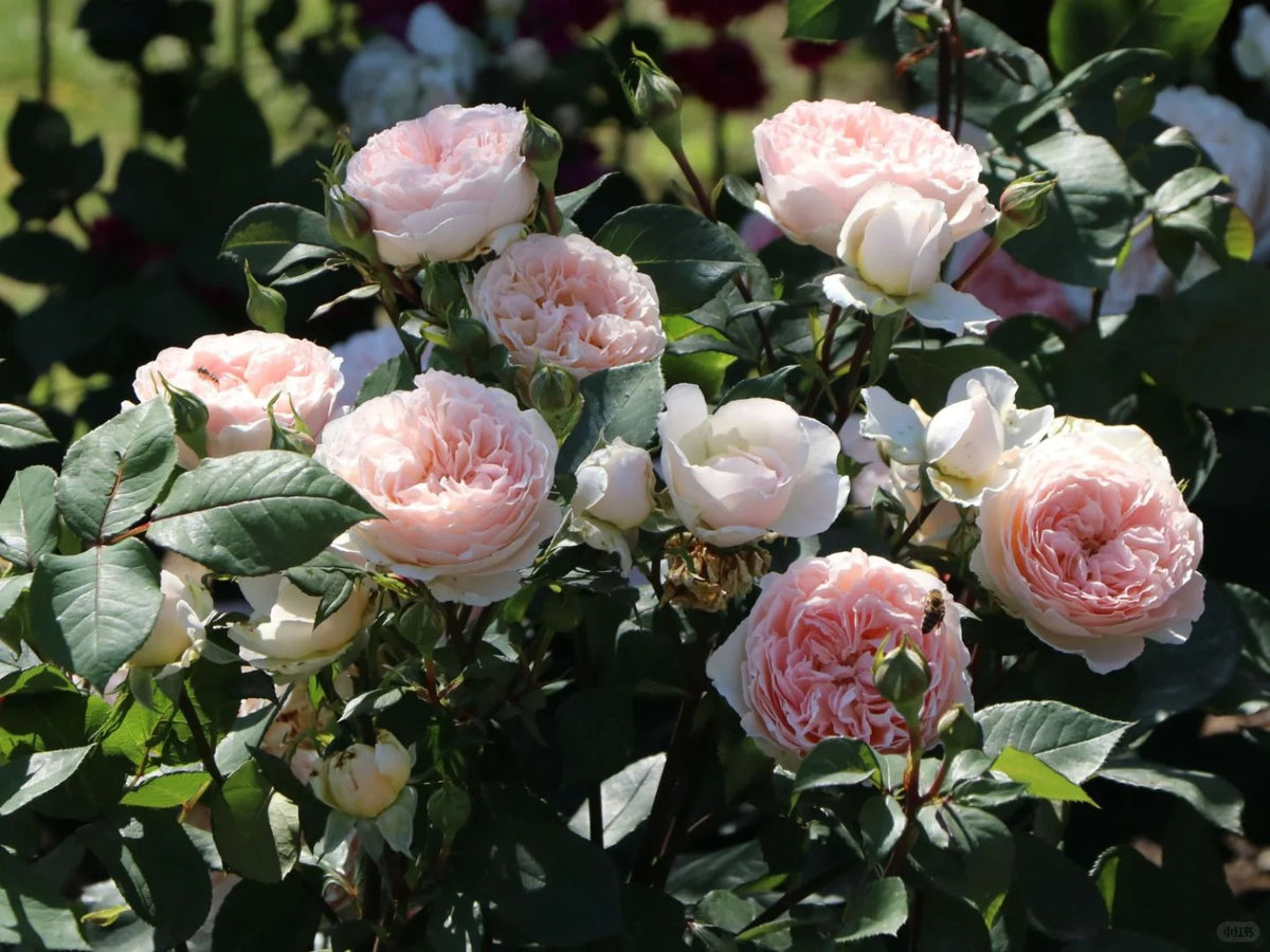 Bliss™ Parfuma® Shrub Rose Brush Live Plant, 5 gallon