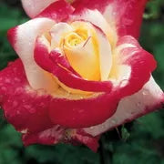 Double Delight™ Shrub Rose Brush Live Plant, 5 gallon