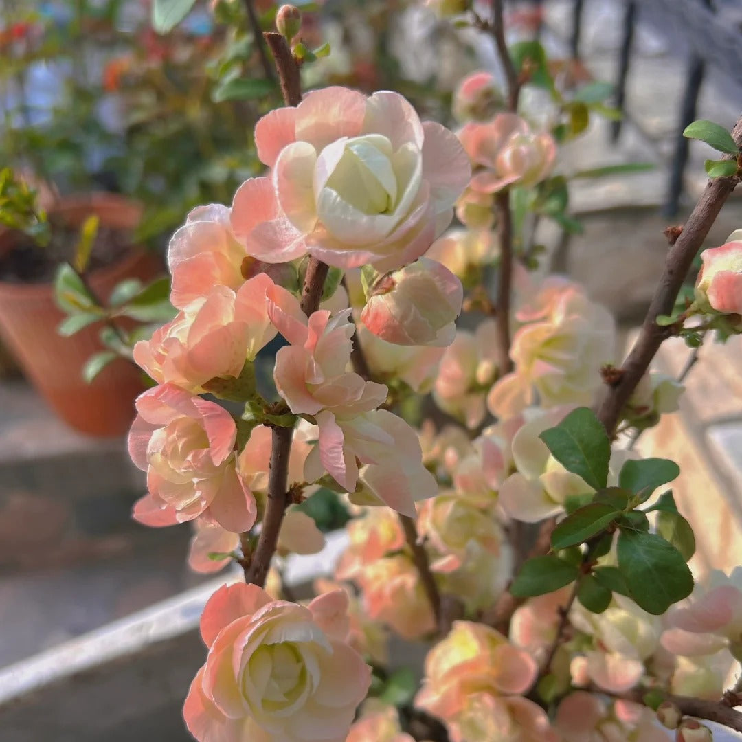 'Caiyu Rose Promise' Japanese Flowering Quince