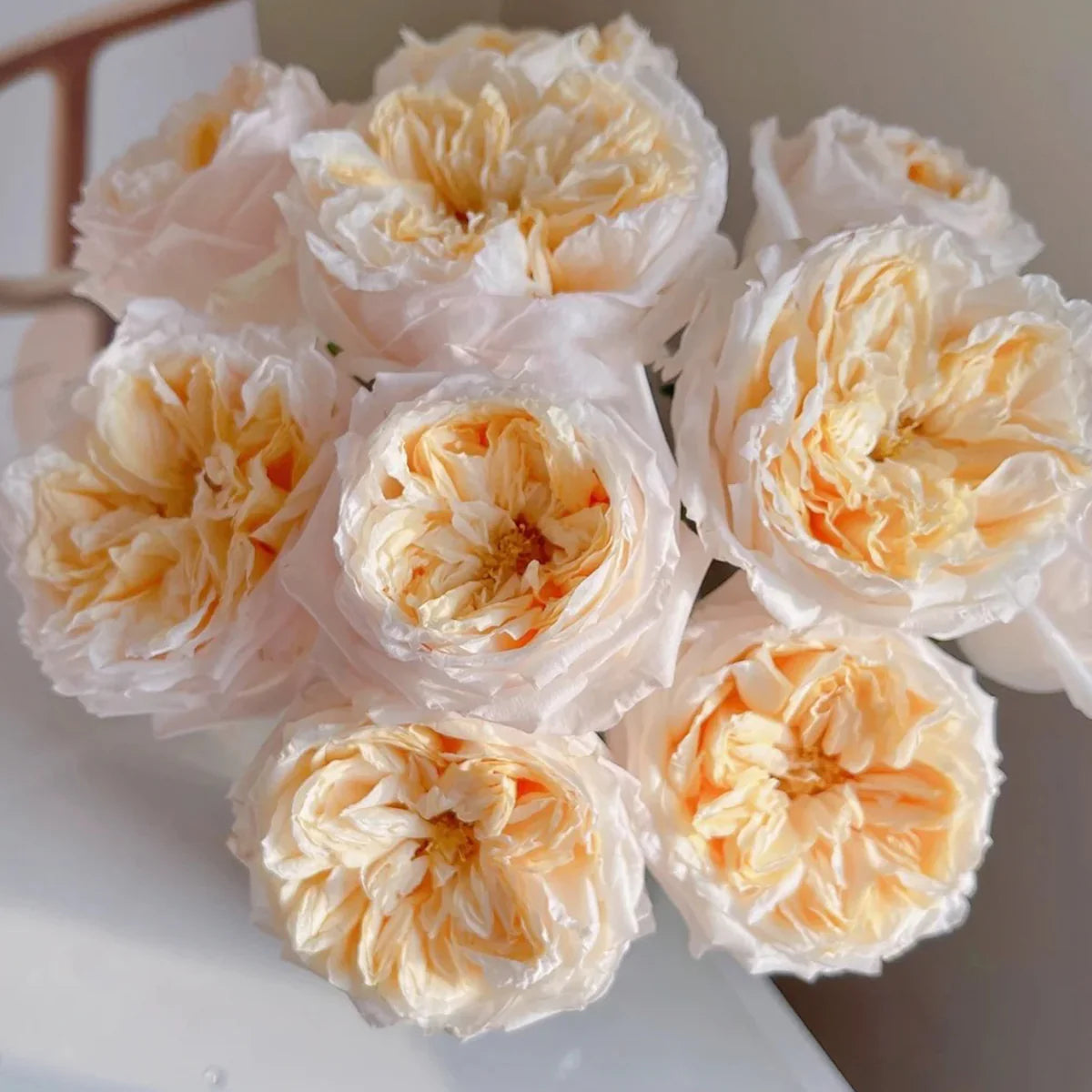 'Victorian Peach' Shrub Rose