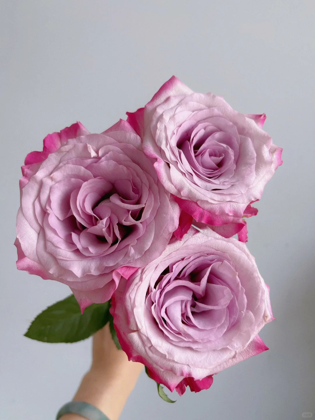 'Glamorous' Shrub Rose
